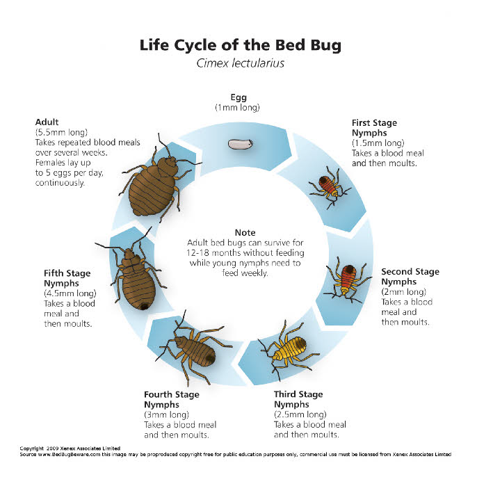 Bed Bug Registry Com